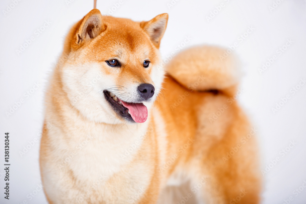 Shiba Inu dog on a white background