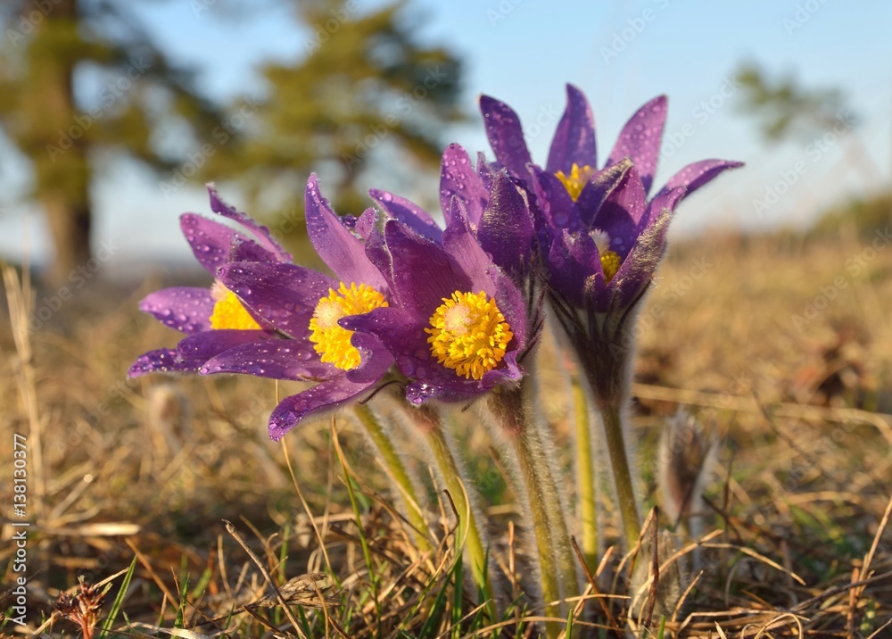 Pasqueflower (Pulsatilla vulgaris) Pasqueflower (Pulsatilla vulgaris)