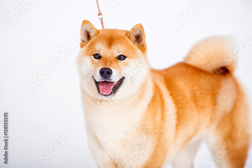 Shiba Inu dog on a white background