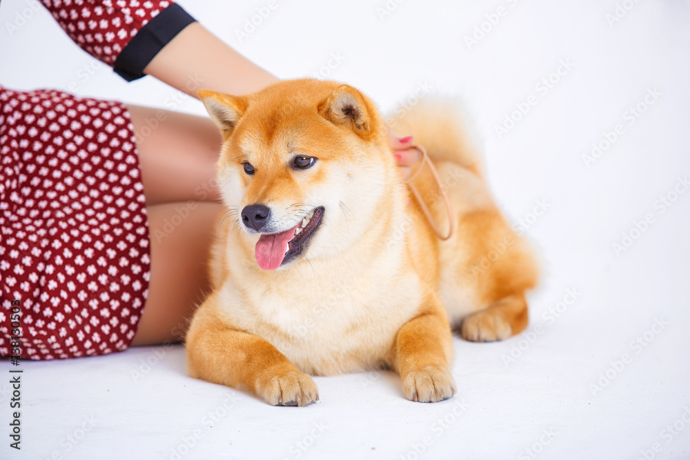 Japanese Shiba Inu dog near a window with the owner Japanese Shiba Inu dog near a window with the owner