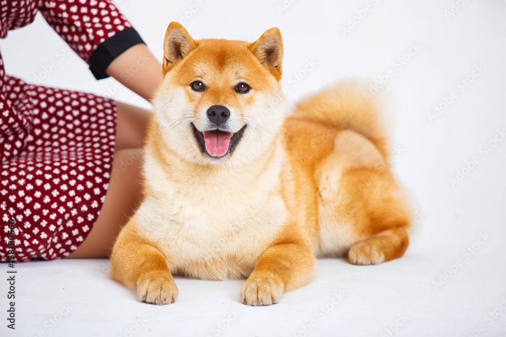 Japanese Shiba Inu dog near a window with the owner