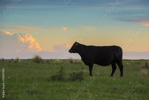 Pampas landscape  Argentina