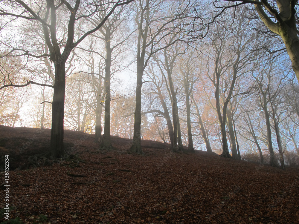 Fototapeta premium Autum dawn amidst beech woodlands collection 