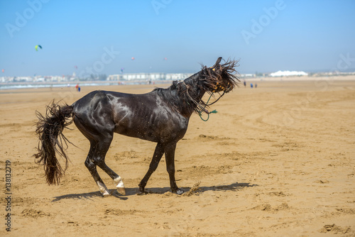 beautiful dark arabian stallion galloping
