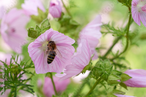 Bee collects pollen on pink flower