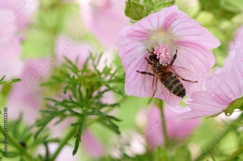 Bee collects pollen on pink flower