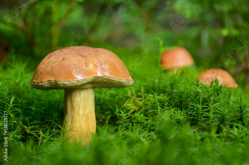 Forest mushrooms in the bright green moss
