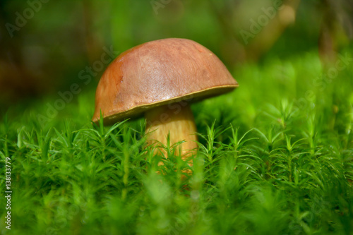 Forest mushroom in the green moss