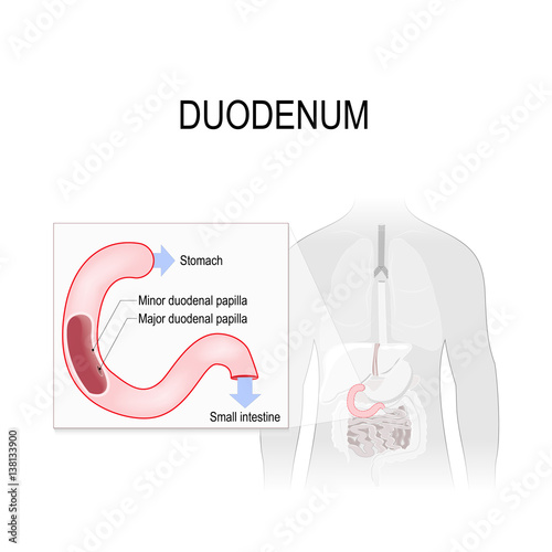 Duodenum