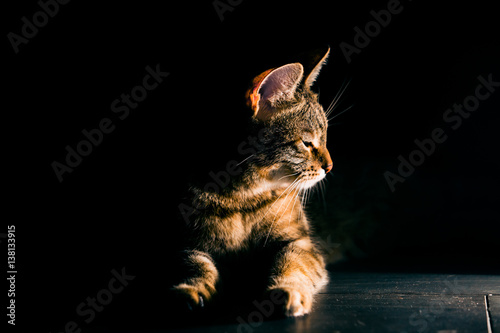 Profile of big red cat in studio. Portrait in low key. Ginger cat looking at light.  photo