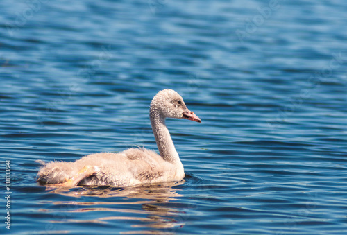 Cute fuzzy baby mute swan swimming in a Minnesota lake