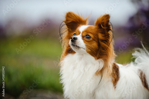 Papillon dog in field with flowers