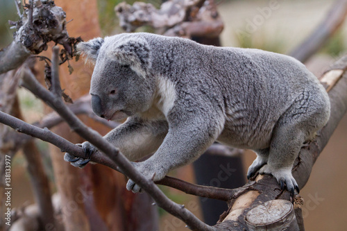 Koala climbing tree