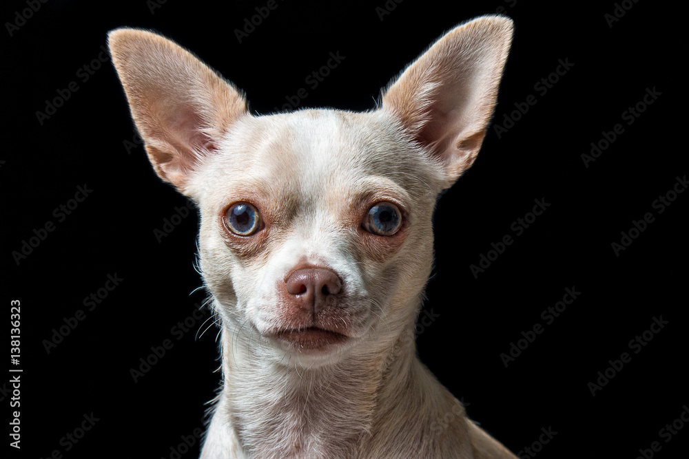 Dog white chihuahua blue eyes