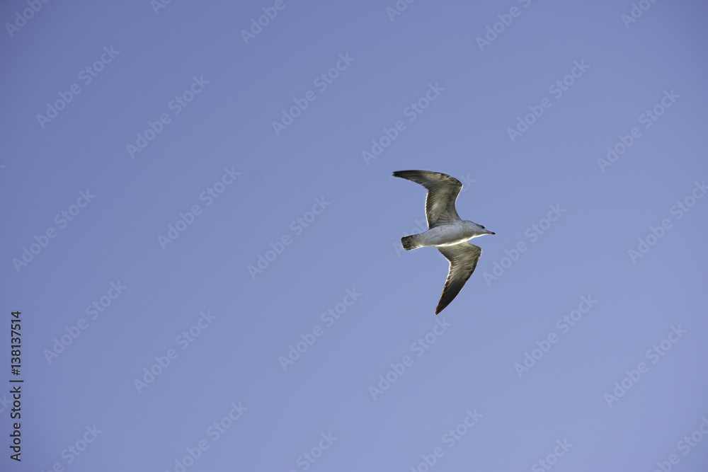 Obraz premium bird, flying