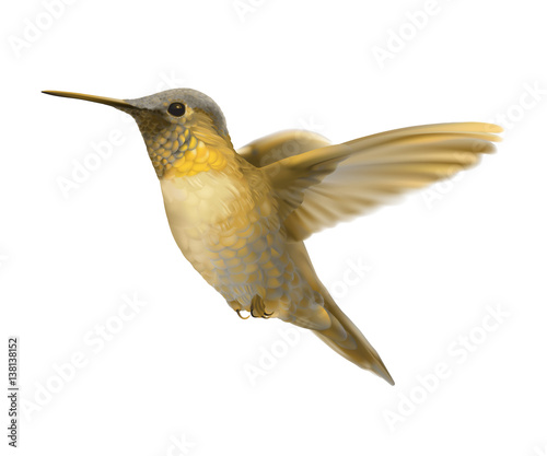 Flying Golden Hummingbird.
Hand drawn vector illustration of a hovering golden bird with glowing plumage on transparent background.