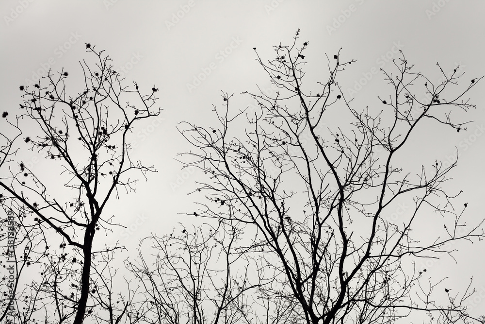 Fototapeta premium Tree Brunches and Cloudy Sky