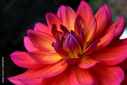 Vibrant Dahlia