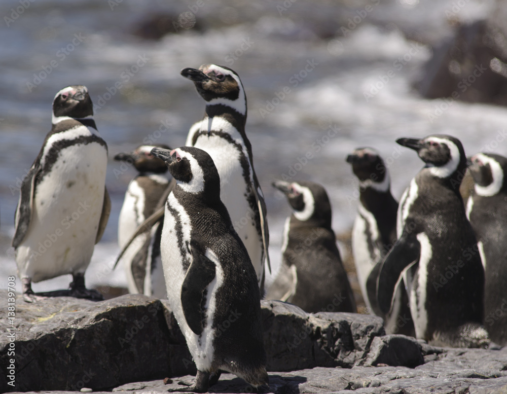 Fototapeta premium Magellan Penguin