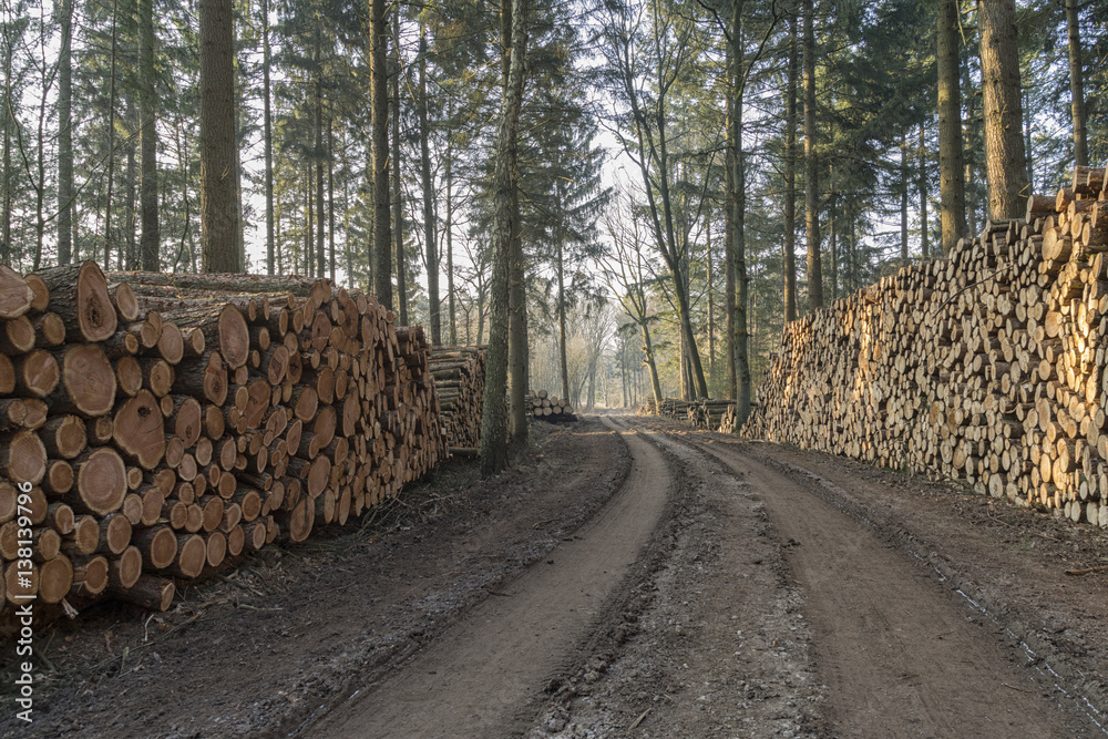 Very large quantity of cut and stacked pine timber in green forest waiting to be transported, prepared for winter felled by the logging timber industry.