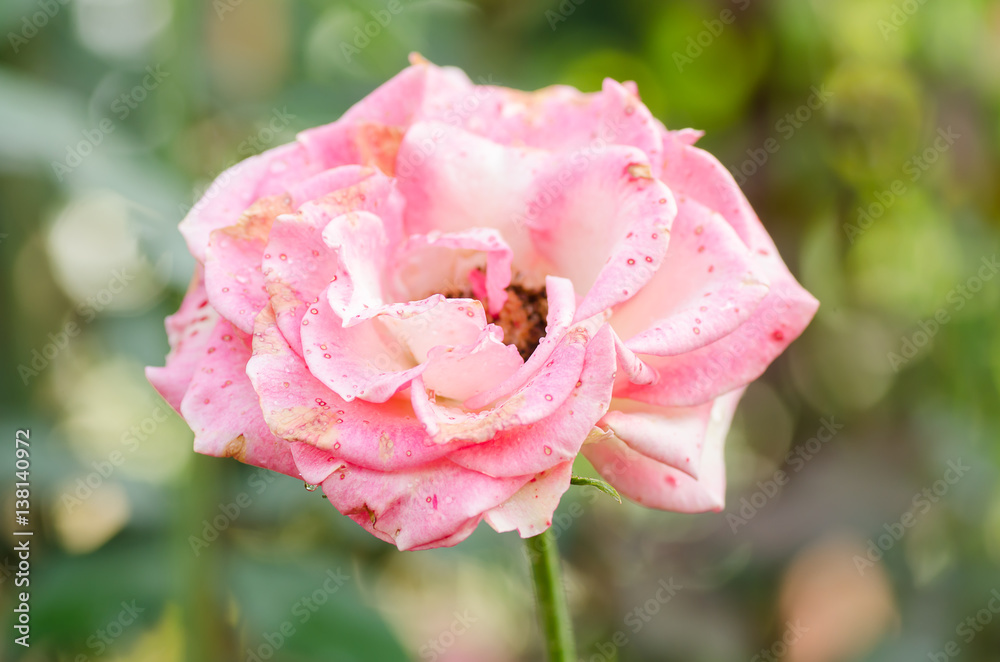 Red rose flower blossom in spring Red rose flower blossom in spring