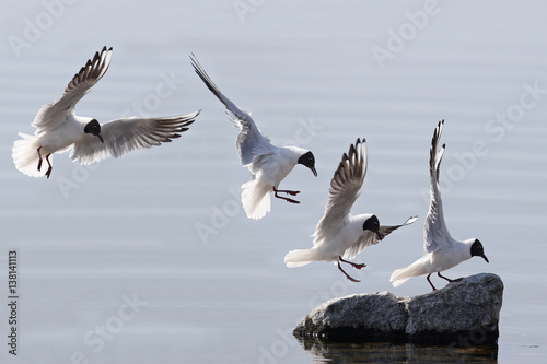 Landing sequence of a common black head seagull on a rock