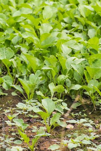 lettuce in garden  Thailand asia