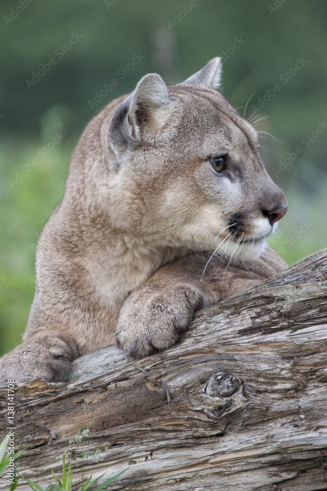 Fototapeta premium Cougar Portrait