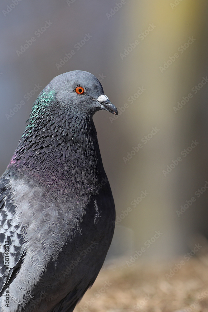 Partial portrait of Feral Pigeon, Columba livia domestica, against a blurred grey background Partial portrait of Feral Pigeon, Columba livia domestica, against a blurred grey background