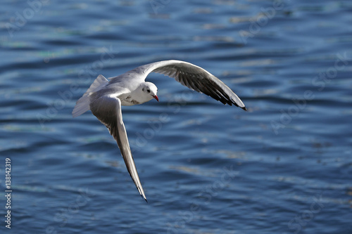Common Gull, Larus ridibundus, in flight front view against blue water with waves © miq1969
