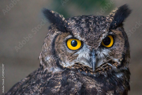 Calm Owl © caaaaaaarlos