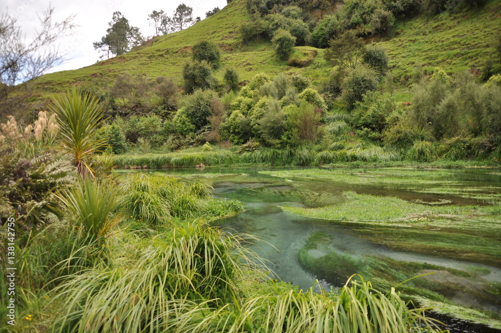 Blue Spring at Waihou Walkway, New Zealand Blue Spring at Waihou Walkway, New Zealand