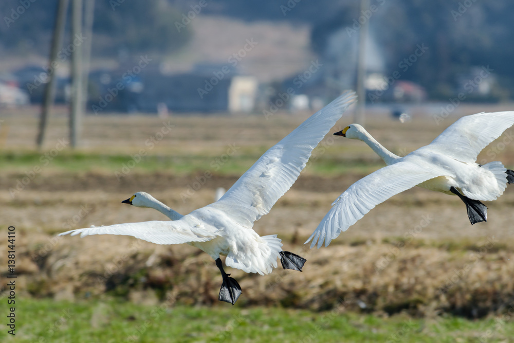 Naklejka premium 飛ぶ白鳥達