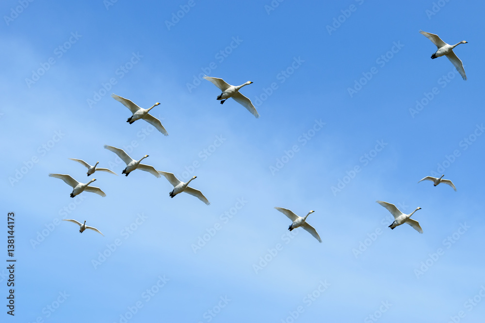 Obraz premium 飛ぶ白鳥達