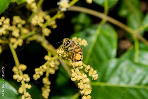 working bee collects flower nectar from longan flower