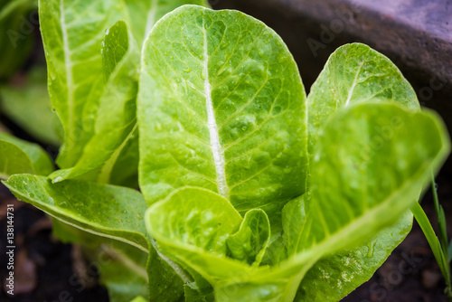 Fresh green lettuce on the field