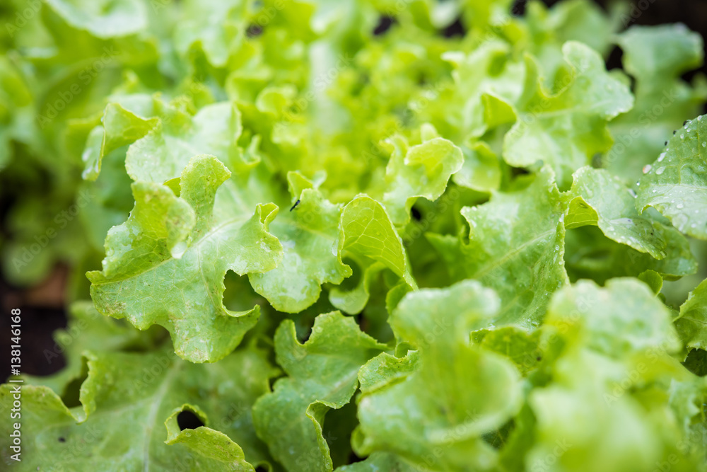 Fresh green lettuce on the field Fresh green lettuce on the field