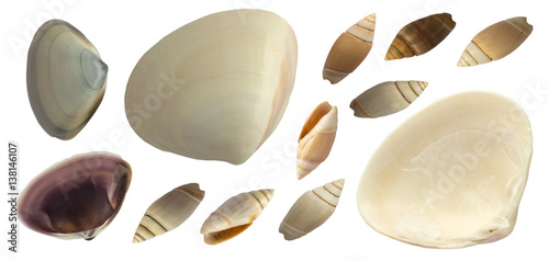 Set of Various Sea Shells Isolated on White Background