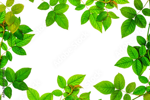 leaf green isolate