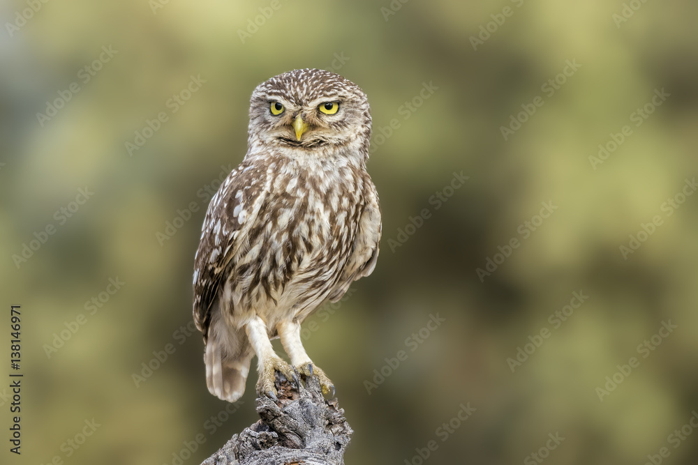 Fototapeta premium little owl