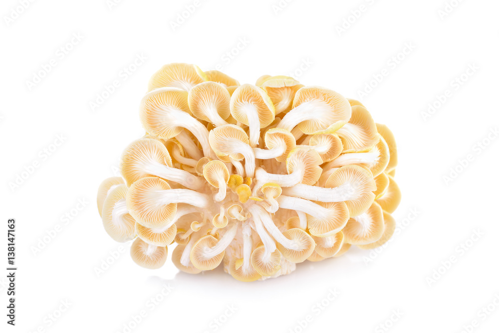 back side fresh golden oyster mushroom on white background