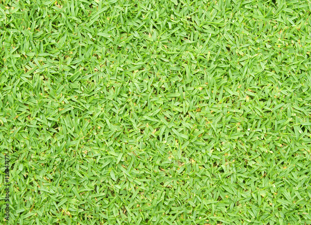 grass grass