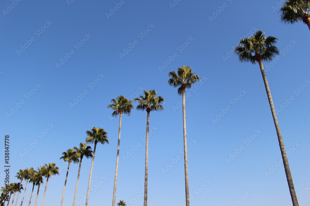 Obraz premium 椰子