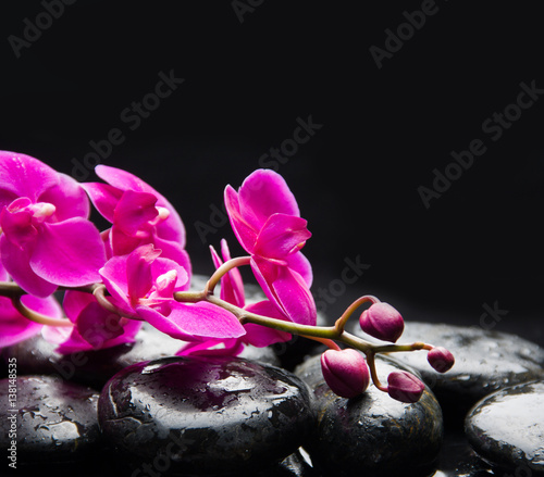 branch red orchid on therapy stones 