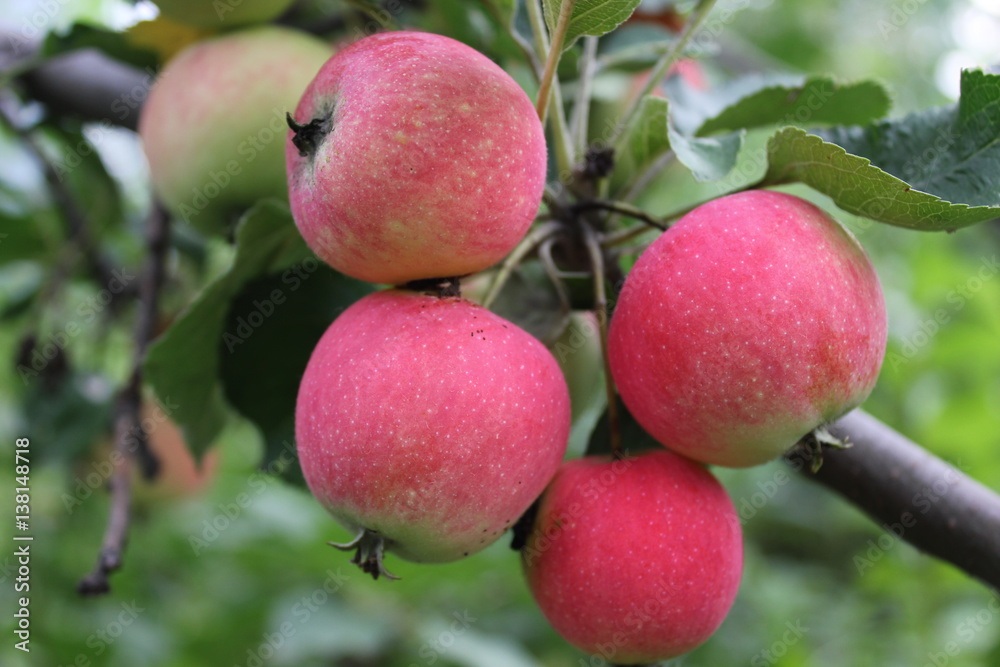Red ripe apples on branch 20519 Red ripe apples on branch 20519