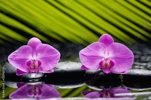 Two orchid with palm and stones on wet background