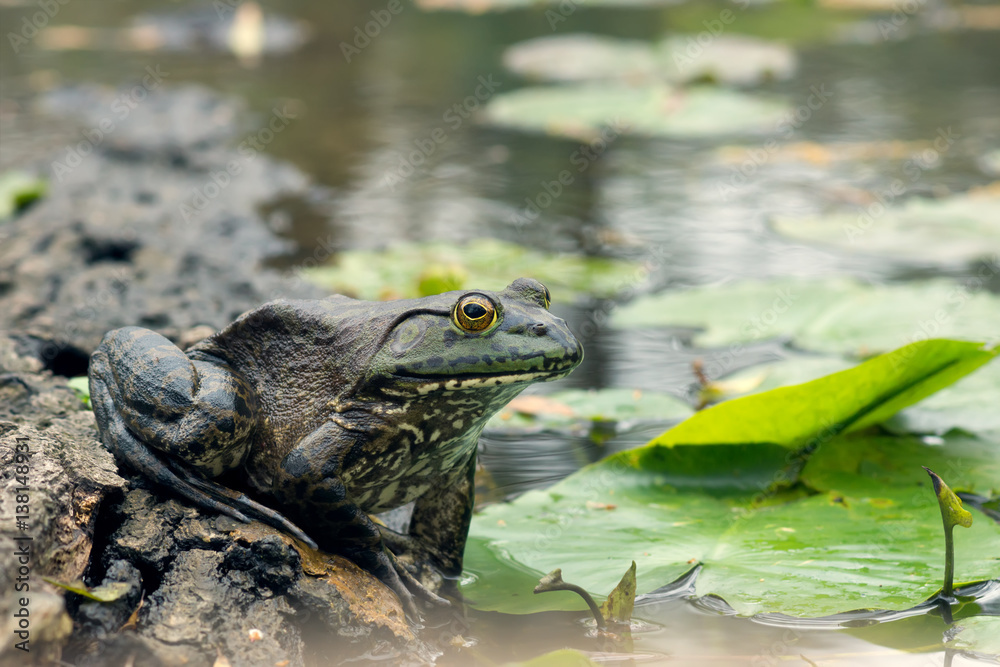 Naklejka premium Leopard frog (Rana pipiens) on a log in a pond and lily pads