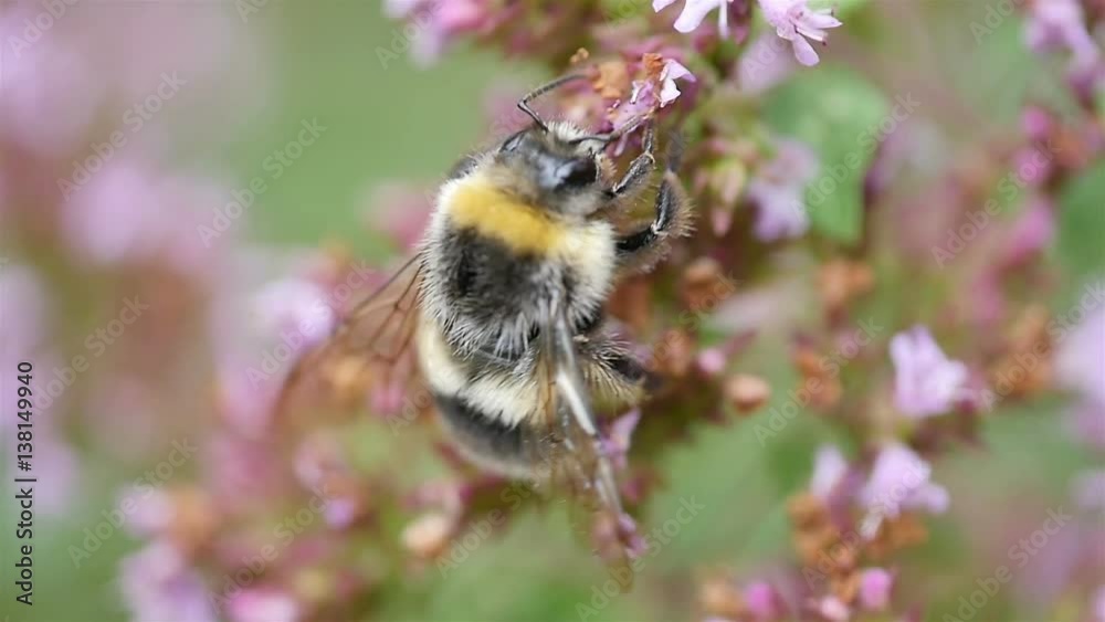 Two high quality videos of Bumble bee in macro shot in slow motion 90fps Two high quality videos of Bumble bee in macro shot in slow motion 90fps