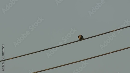 Ashy Woodswallow is resting on the electrical wire and flying away in the evening photo