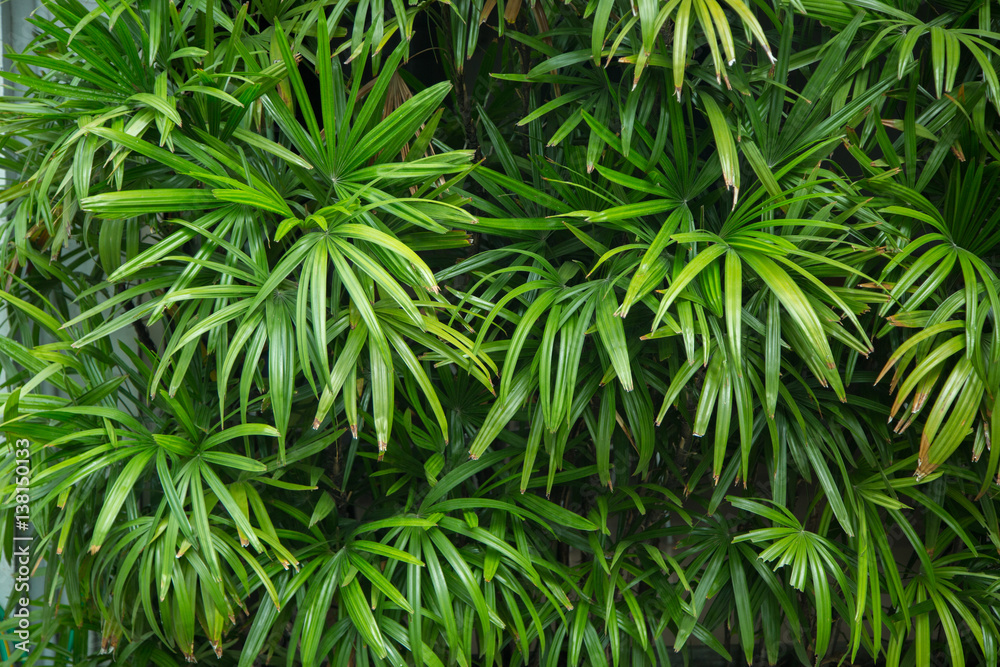 green leaf background green leaf background